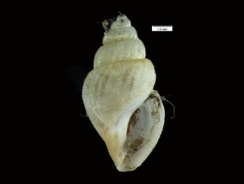 Media type: image; Malacology 14387